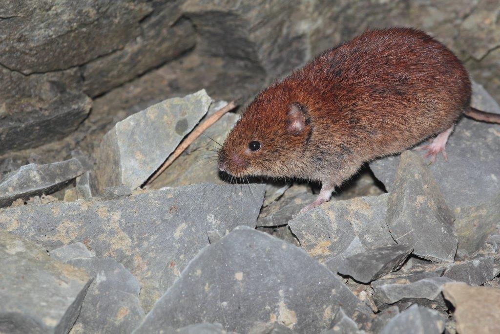 Arvicola rossastra (Myodes glareolus) del PNFC